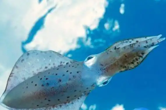 宝石乌贼:一种半透明的北大西洋乌贼(眼睛一大一小)