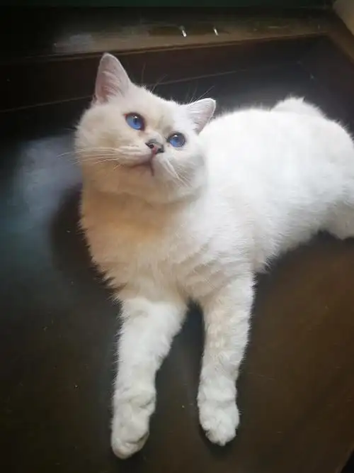 英短银点公猫借配!