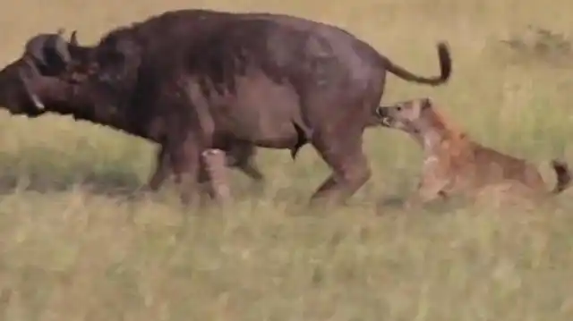 鬣狗这种动物狡猾的很,一只假装向野牛发起攻击,一只则悄悄地在后面