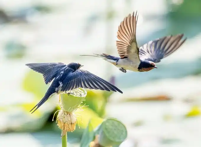 荷塘里面的燕子