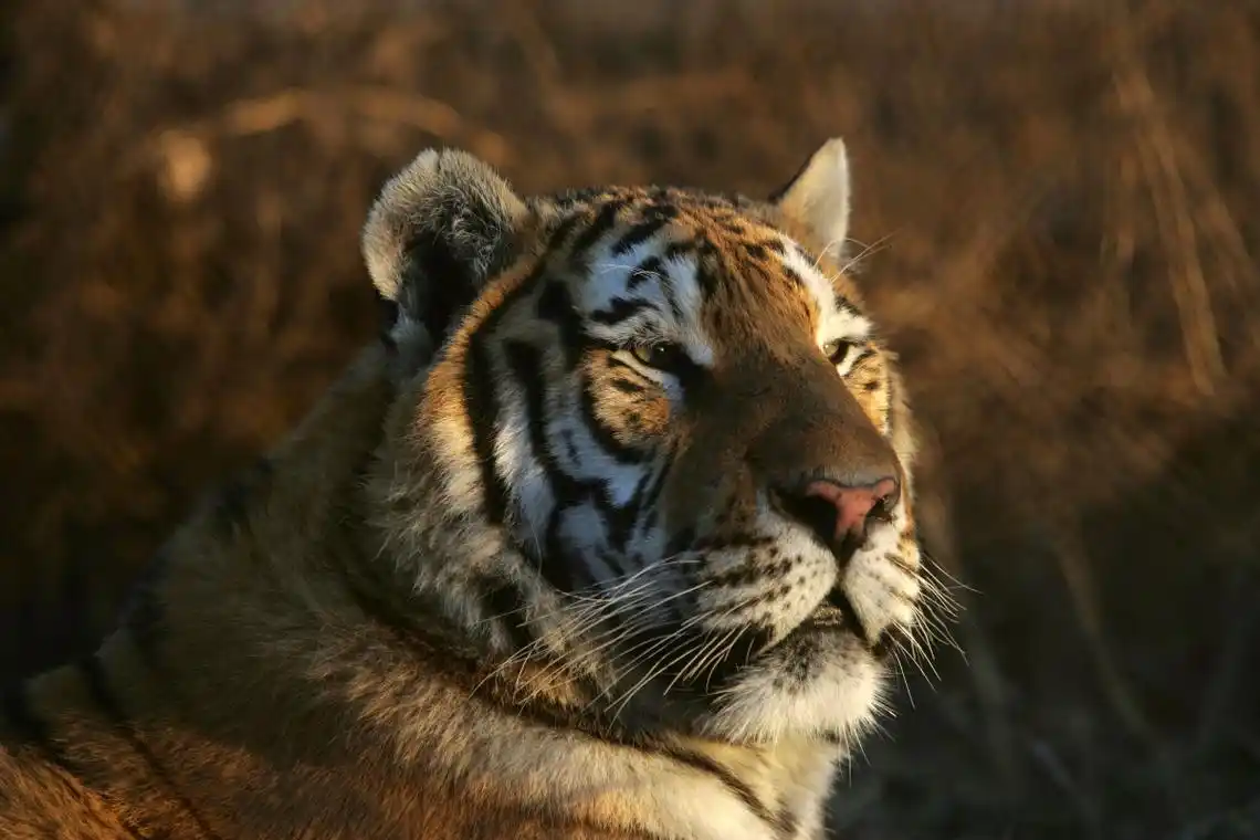 丛林之王——勇猛的老虎