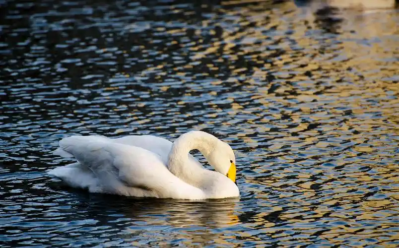 【优雅的天鹅摄影图片】生态摄影_太平洋电脑网摄影部落