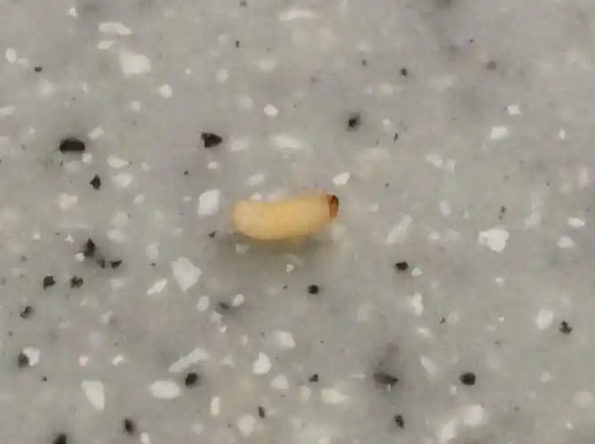 家里发现了一种虫子,不到一厘米,头顶有一点黑色,全身乳白色,还有六