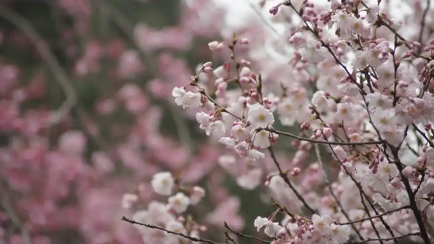 樱花绽放的季节唯美高清壁纸