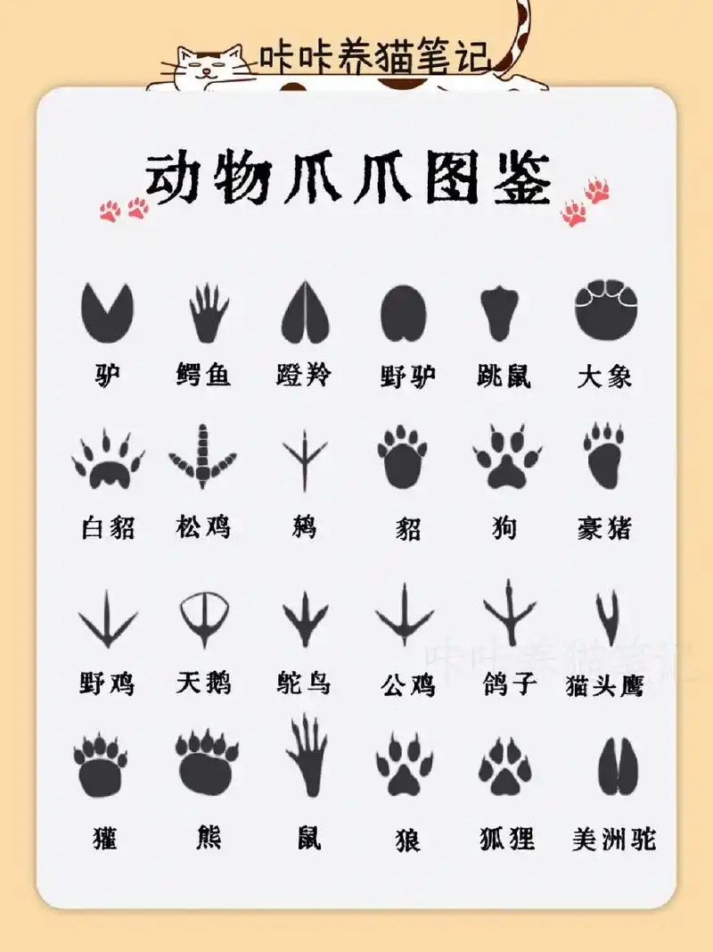 动物爪爪图鉴09你认出了几款97 这些爪爪图印你都认识吗,哪种你