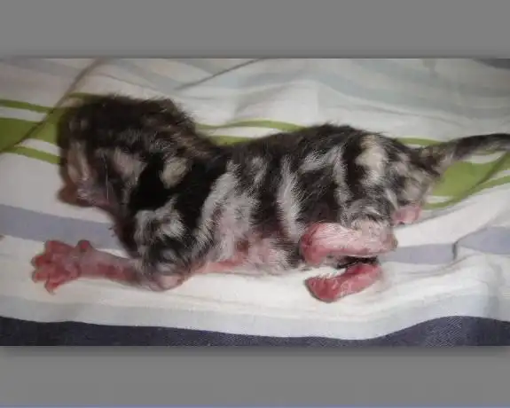 刚出生的小猫后爪畸形怎么办