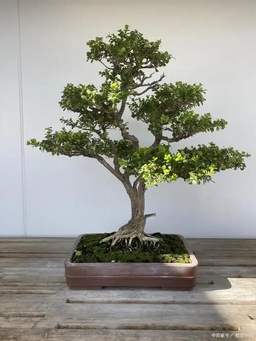 黄杨盆景怎么养,才能让根系和树干快速长粗,并控制住树高呢?