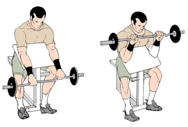 反握斜托杠铃弯举【动图教学】同时锻炼肱二头&前臂肌群绝佳动作