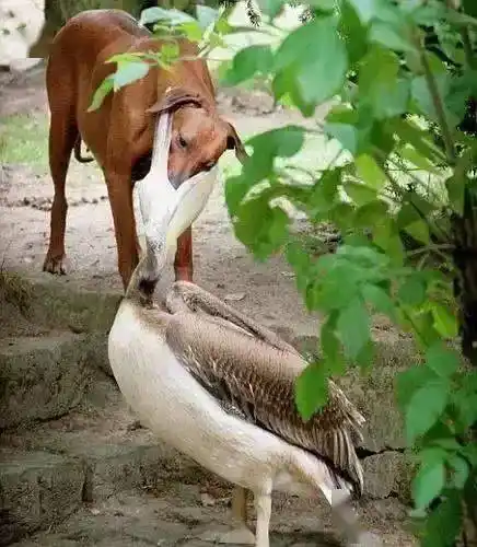 身份尊贵的鸟界二哈来昌平了