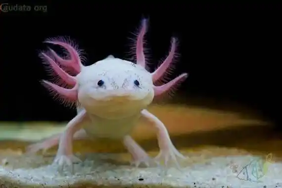 赛先生在线蝾螈的容光