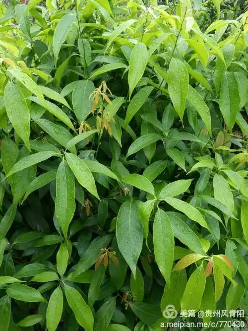 降糖延缓衰老第一神茶多穗石柯甜茶