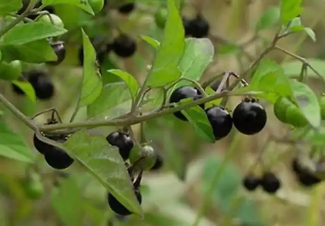 更是情有独钟,它植株不高,却总能硕果累累,它的果实成熟时是黑色的,有