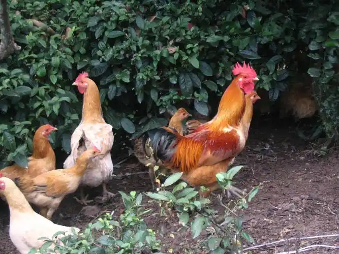散养走地土鸡