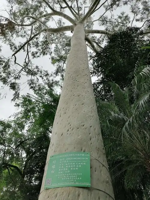 80年的柠檬桉树