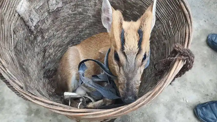 云南文山出现黄猄,叫声似犬,嘴有獠牙,网友一看:麒麟的原型?