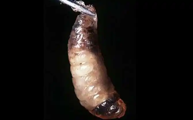 烂子病的特效药有哪些?