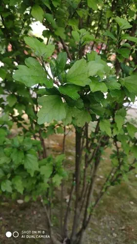 木槿(hibiscus syriacus linn.