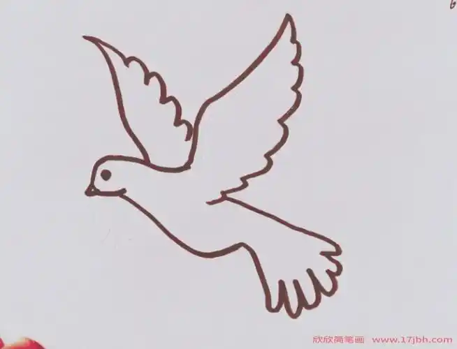 2.画白鸽的胸部,它的胸部鼓鼓的.