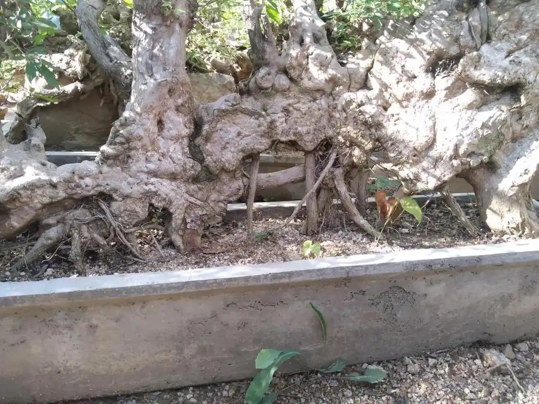 黄荆 #盆景素材 #老桩盆景 ,百年黄荆大扁盆景 - 抖音