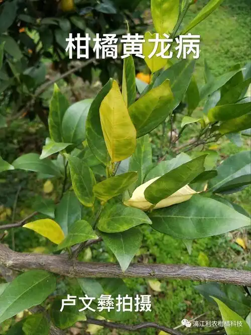 柑橘营养元素缺乏识别对比实拍图