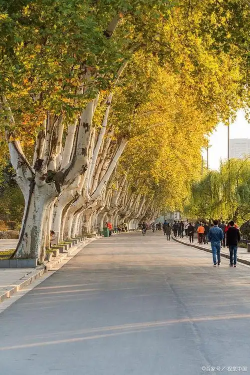 南京法国梧桐树的来历