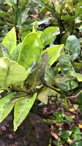 请问这个红美人和明日见得了什么病谢谢