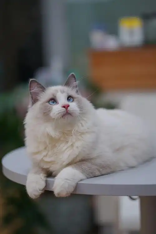 蓝双色手套布偶弟弟特价找家