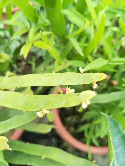 精选现发多年生草本盆栽飞天蜈蚣草神仙对坐草四季常绿可大棵不含盆