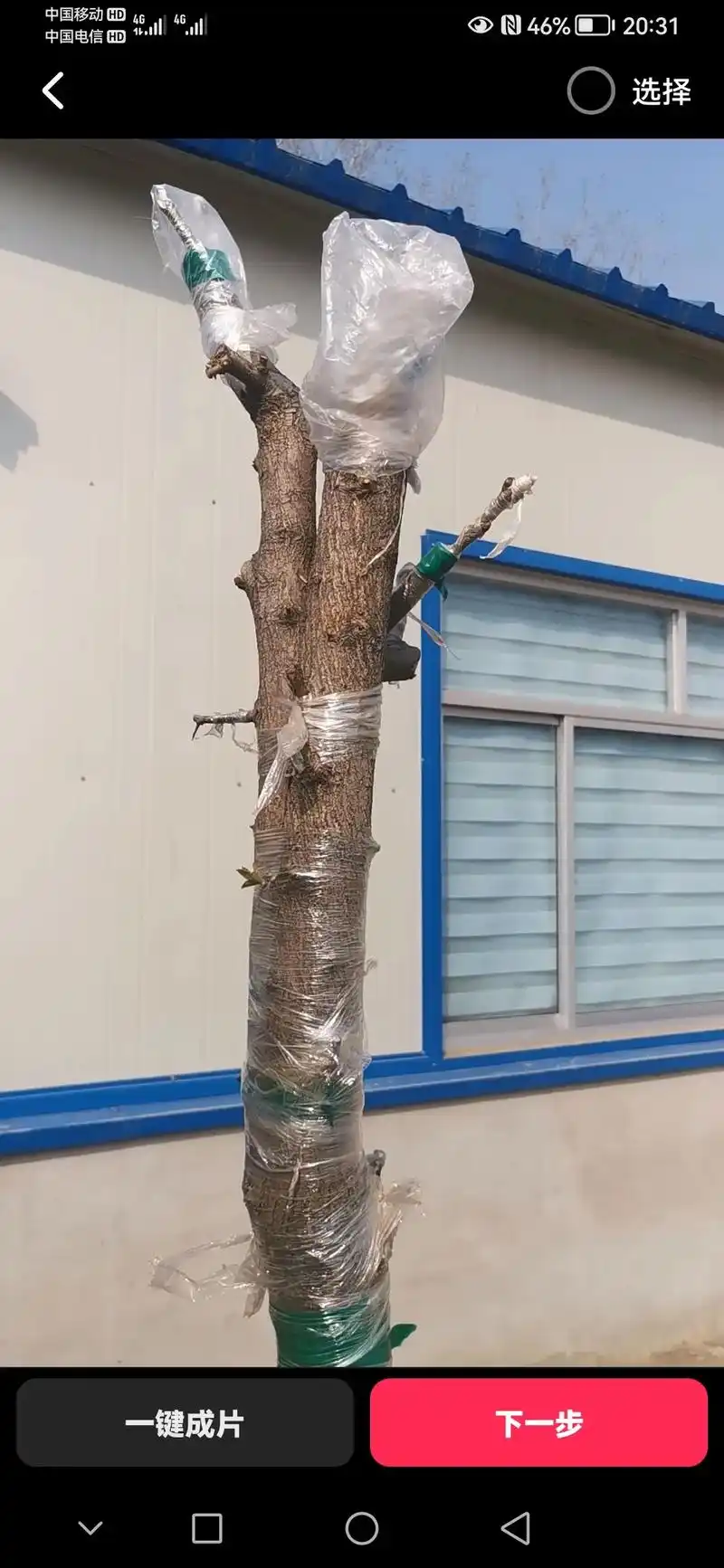 杜树嫁接梨树,不知道明年会不会接9898.