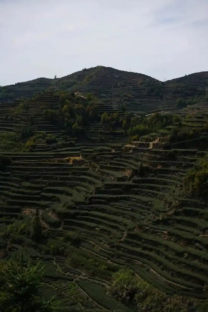 本想与大家分享安溪茶山 - 抖音