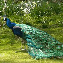 上百只美丽的孔雀在温哥华民居安家可他却要绝望到疯了