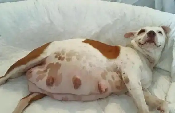 小编最近收到了许多铲屎官的留言,大家都对狗狗是否怀孕不是很确定,也