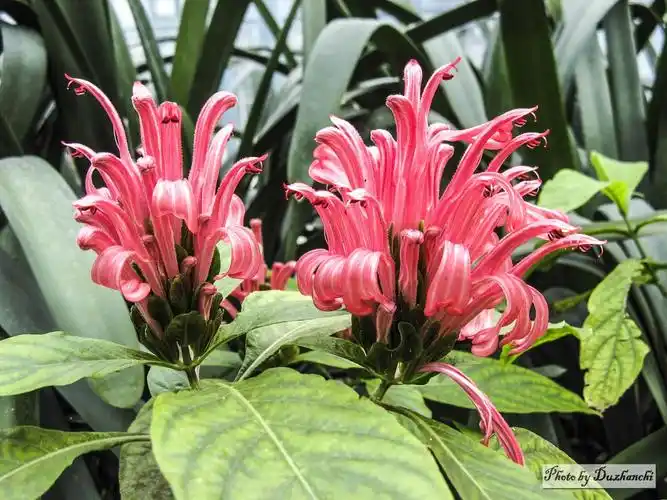 花木赏悦(30)花中之琛-珊瑚花