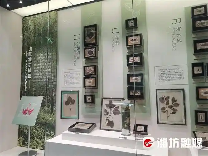 馆内展陈的山旺被子植物化石01古生物化石种类繁多"镇馆之宝"藏于其中