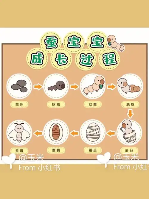 幼儿园环创  #春天  #蚕宝宝一生