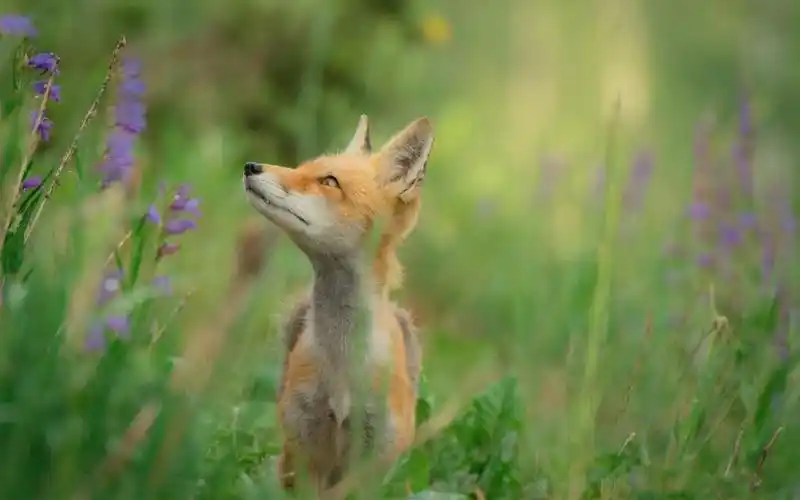 超级可爱的小狐狸,高清图片,动物壁纸-回车桌面