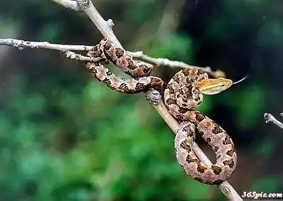 一只猫〓 人与蛇,人怕蛇很毒!