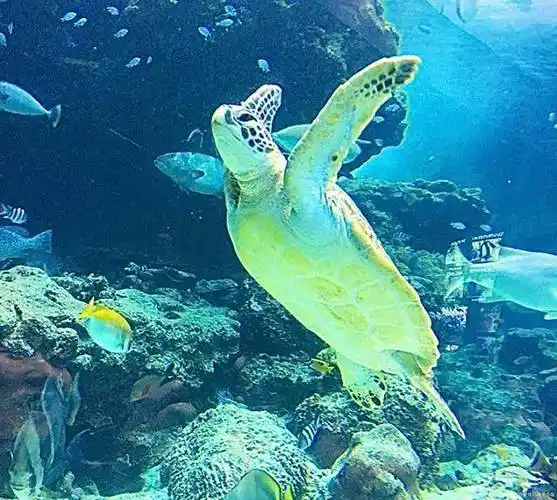 青岛极地海洋馆游玩攻略青岛海底世界游玩顺序