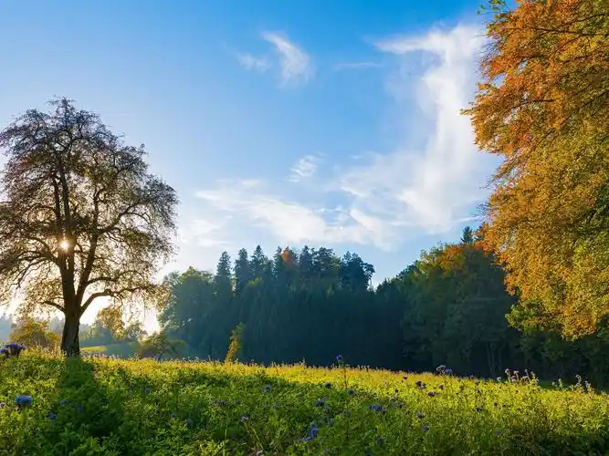 瑞士早晨的风景,树木,草地,蓝天 iphone 壁纸