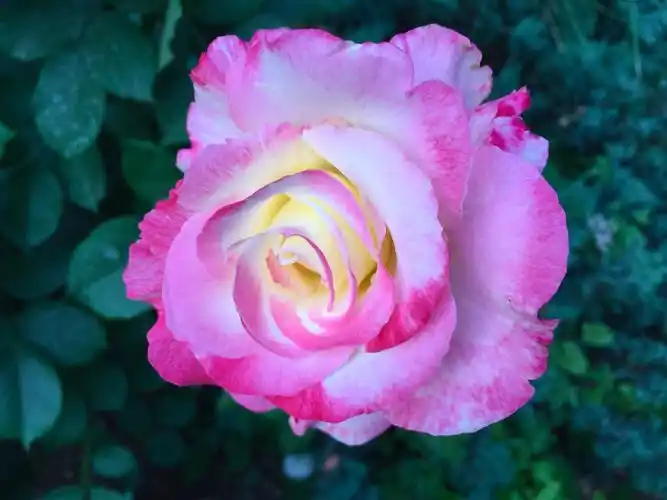 嘉铭桐城b区春天的月季花