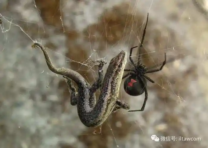10种世界上的"剧毒"蜘蛛
