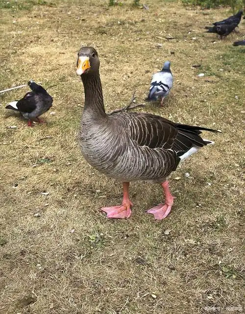 鸳鸯鸭有几个品种?了解这些品种,让你爱不释手!