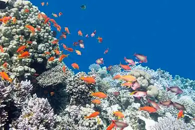 珊瑚礁_鱼群_鱼_水下_彩色_热带_海洋_图片大全—全景创意图库