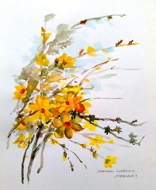 金英翠萼迎春来海量迎春花手绘素材