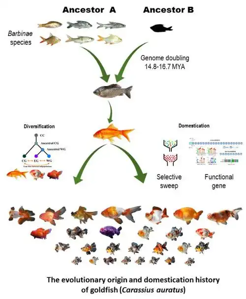 pnas中国金鱼之都的研究团队解析金鱼的演化起源与驯养
