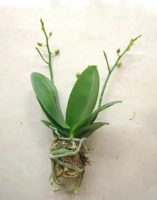 蝴蝶兰现在买正合适花开的正旺价格还便宜养两盆过过瘾