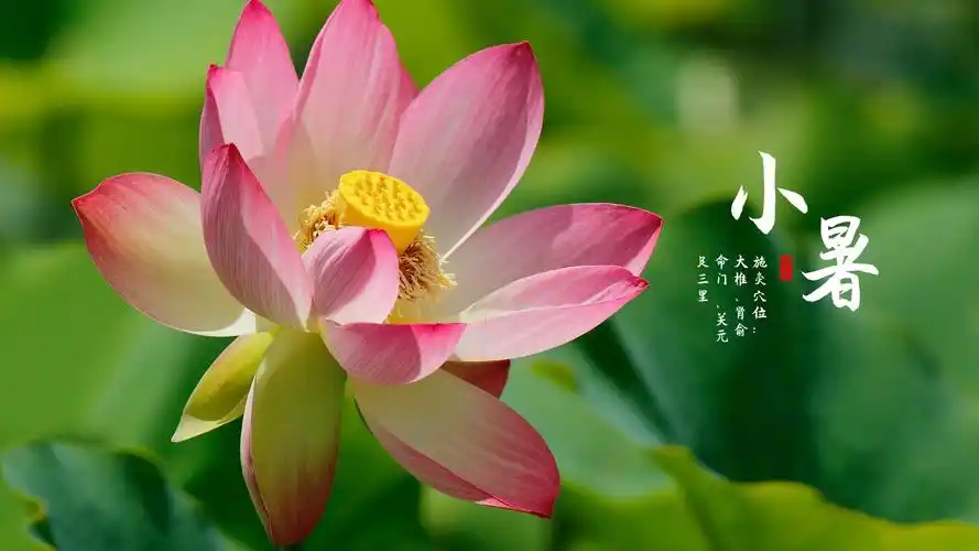 二十四节气小暑高清桌面壁纸