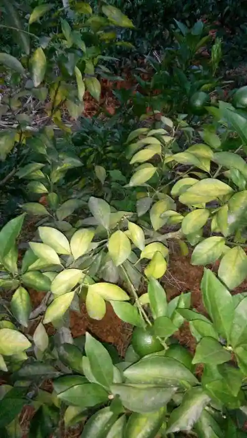 柑橘叶子发黄 这是不是缺素了?