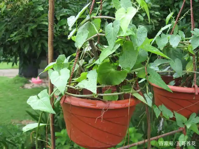 多年生常绿草质藤蔓植物锦屏藤