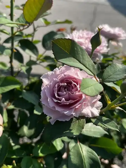 晨光熹微～杂交茶香月季蜻蜓